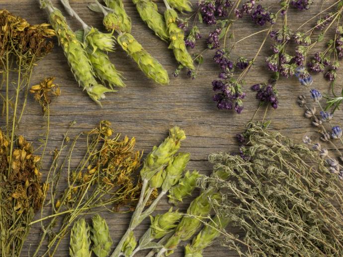 planats medicinales