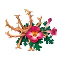 Harpagofito 30 cápsulas MEGAPLUS - Antiinflamatorio natural