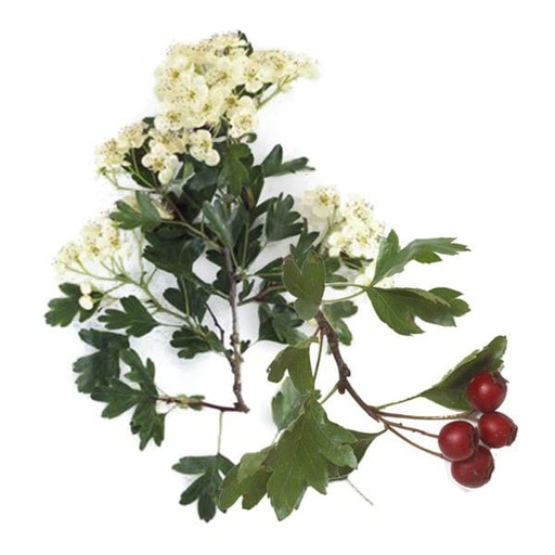 [PAEB100] Perlas de aceite de Espino Blanco 100 perlas de 500mg.