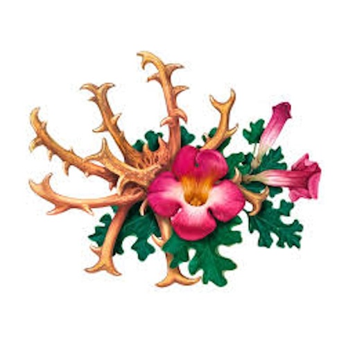 [HARPA30] Harpagofito 30 cápsulas MEGAPLUS - Antiinflamatorio natural